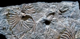 fossil-echinoderms
