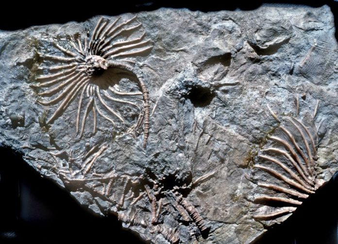 fossil-echinoderms