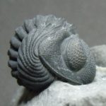 Penn Dixie Fossil Park & Nature Preserve penn-dixie