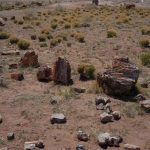 Petrified Wood: Collecting at the DoBell Ranch petrified-wood