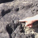 carpinteria-state-beach