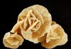 desert-rose-garden