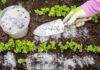 Gardener hand sprinkling minerals for plant growth in a garden