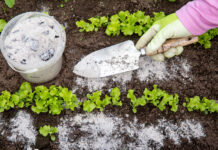 The Role of Rocks & Minerals in Plant Growth Gardener hand sprinkling minerals for plant growth in a garden