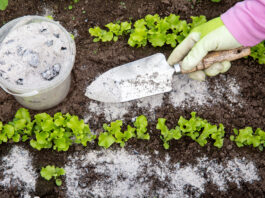 The Role of Rocks & Minerals in Plant Growth Gardener hand sprinkling minerals for plant growth in a garden