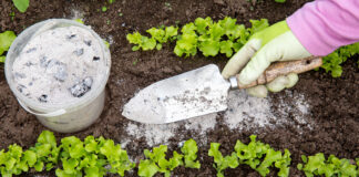 The Role of Rocks & Minerals in Plant Growth Gardener hand sprinkling minerals for plant growth in a garden