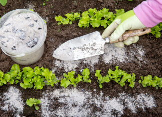 The Role of Rocks & Minerals in Plant Growth Gardener hand sprinkling minerals for plant growth in a garden