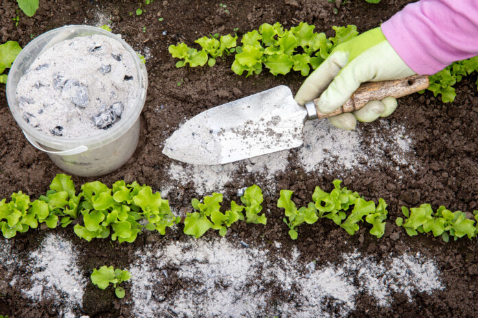 Minerals for Plant Growth Gardener hand sprinkling minerals for plant growth in a garden