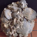 State Fossils of America virginia state fossil chesapecten jeffersonius