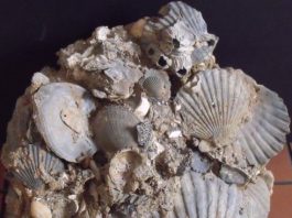 virginia state fossil chesapecten jeffersonius