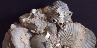 virginia state fossil chesapecten jeffersonius