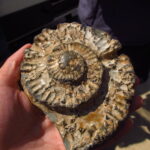 Fossils on the beach of Dorset England