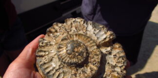 Fossils on the beach of Dorset England