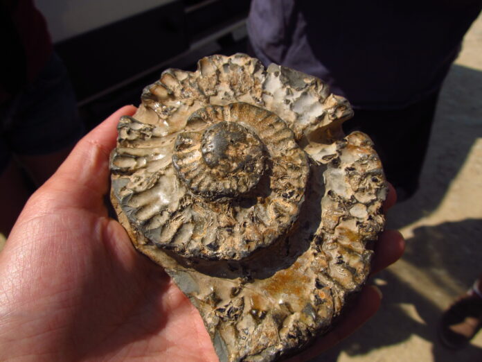Fossils on the beach of Dorset England