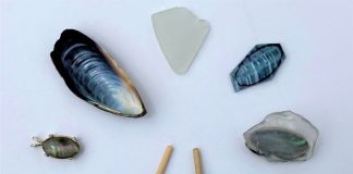mussel-shells