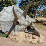 triceratops dinosaur fossil skull