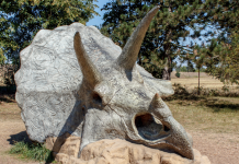 triceratops dinosaur fossil skull