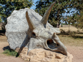triceratops dinosaur fossil skull