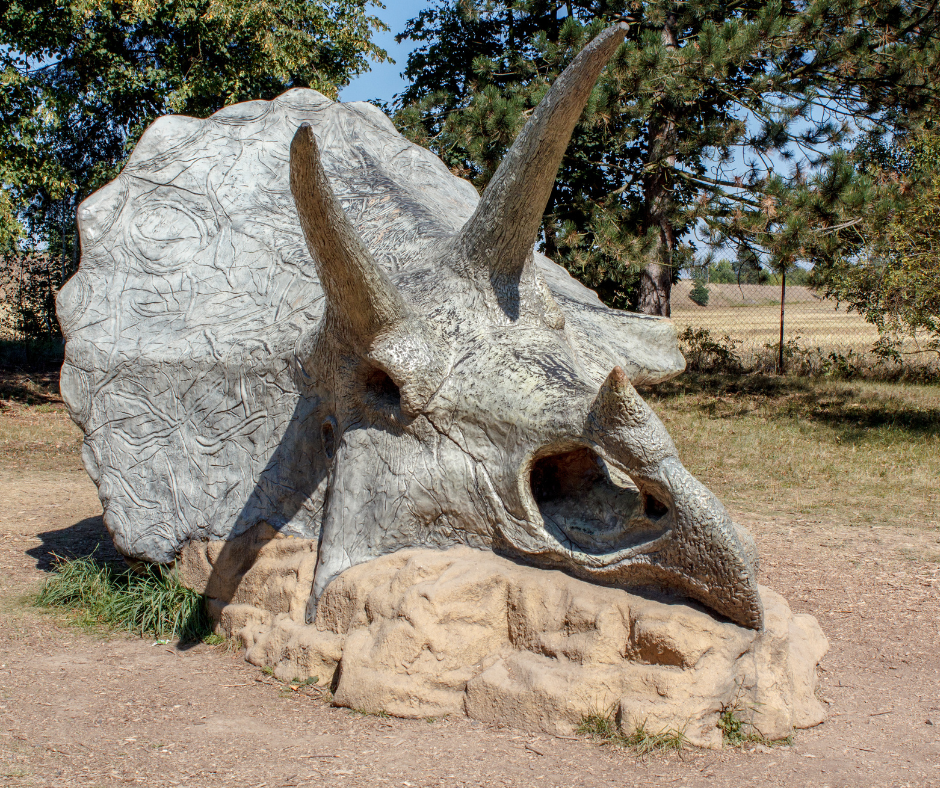Triceratops Fossils