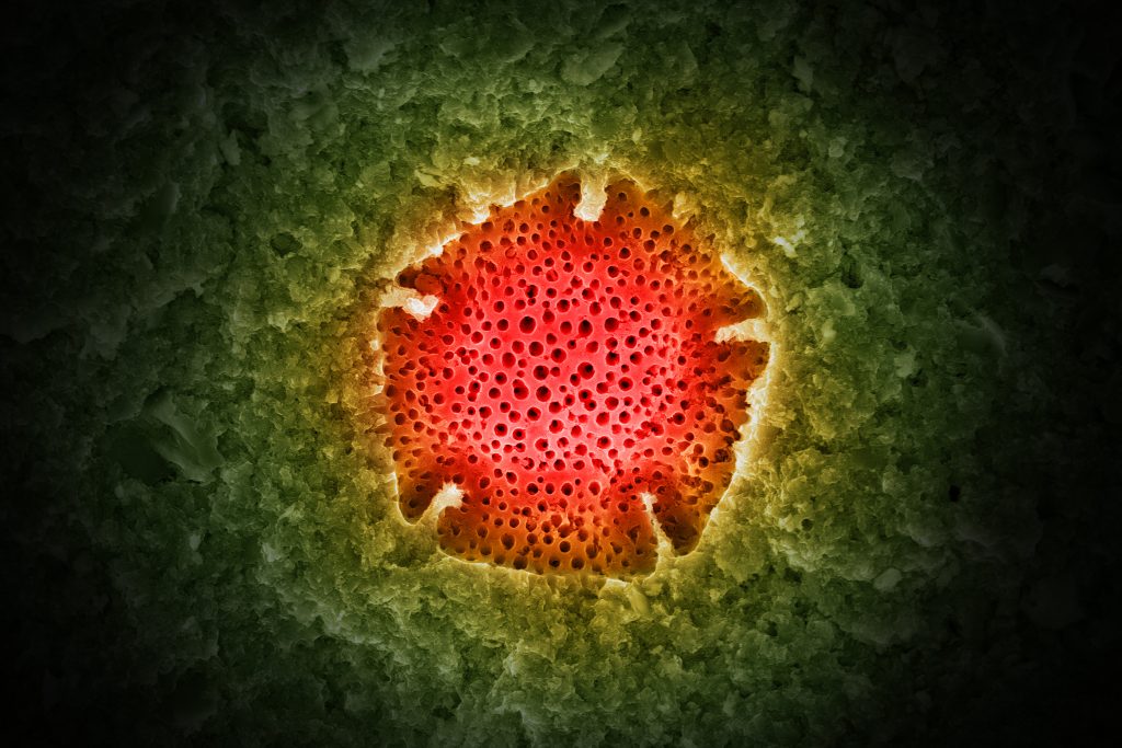 Microfossils Citizen Scientists Uncover Links to the Past