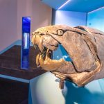 Placoderms: Armored Fish of the Devonian dunkleosteus at the royal tyrrell museum