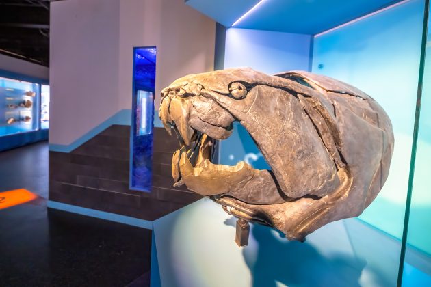 Placoderms: Armored Fish of the Devonian - Rock & Gem Magazine