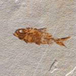 fossil fish from kemmerer wyoming