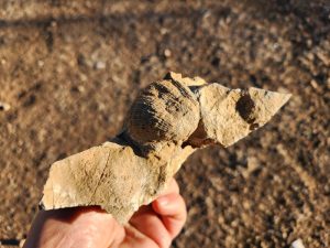 brachiopod discovered while finding amethyst in the black range