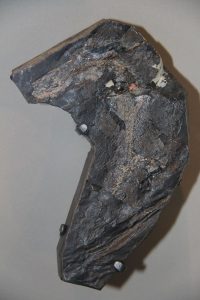 fossil fish