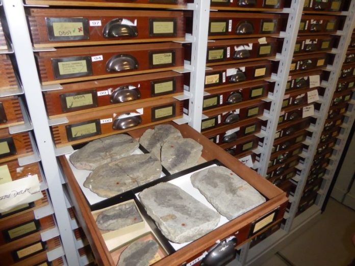 fossil fish