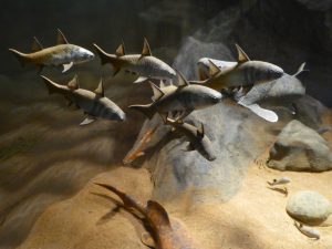 fossil fish