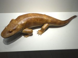 fossil fish