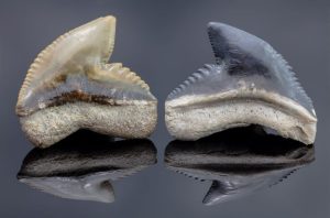 fossilized shark teeth found while rockhound beachcombing