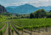 Rows of plants of grapevine in Nemea, Greece, where soil impacts the minerality of wine through strong grape growth