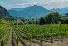 Rows of plants of grapevine in Nemea, Greece, where soil impacts the minerality of wine through strong grape growth
