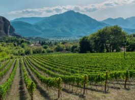 Rows of plants of grapevine in Nemea, Greece, where soil impacts the minerality of wine through strong grape growth