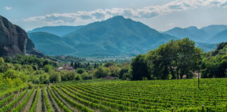 Rows of plants of grapevine in Nemea, Greece, where soil impacts the minerality of wine through strong grape growth