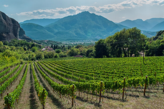 Rows of plants of grapevine in Nemea, Greece, where soil impacts the minerality of wine through strong grape growth