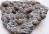 brachiopod and bryozoan plate from collecting the St. Leon, Indiana fossils site