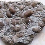 brachiopod and bryozoan plate from collecting the St. Leon, Indiana fossils site