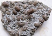 brachiopod and bryozoan plate from collecting the St. Leon, Indiana fossils site