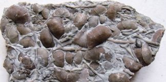brachiopod and bryozoan plate from collecting the St. Leon, Indiana fossils site