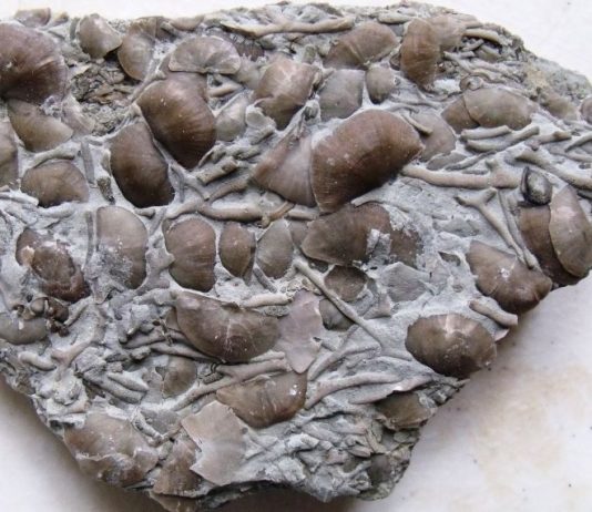 brachiopod and bryozoan plate from collecting the St. Leon, Indiana fossils site