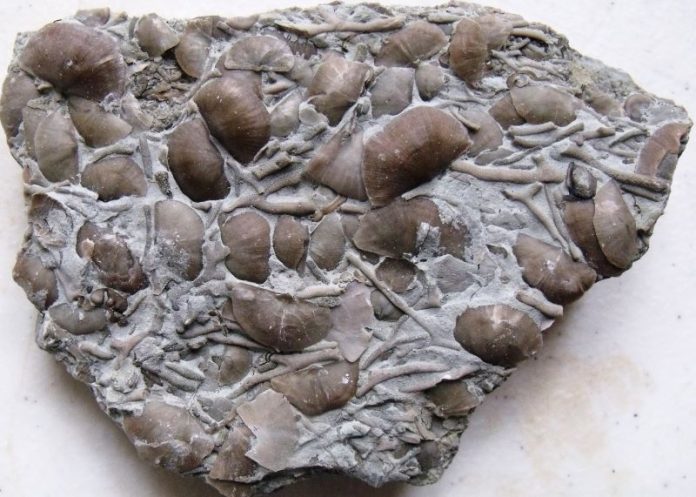 Ordovician Ocean of St. Leon, Indiana brachiopod and bryozoan plate from collecting the St. Leon, Indiana fossils site
