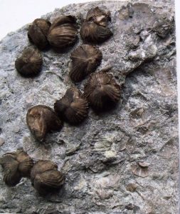 brachiopod block