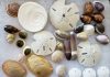 shells found while Outer Banks shelling