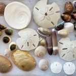 Outer Banks Shelling: Best Beaches & Rare Finds shells found while Outer Banks shelling