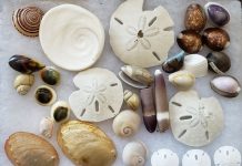 shells found while Outer Banks shelling