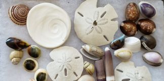 shells found while Outer Banks shelling