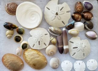 shells found while Outer Banks shelling